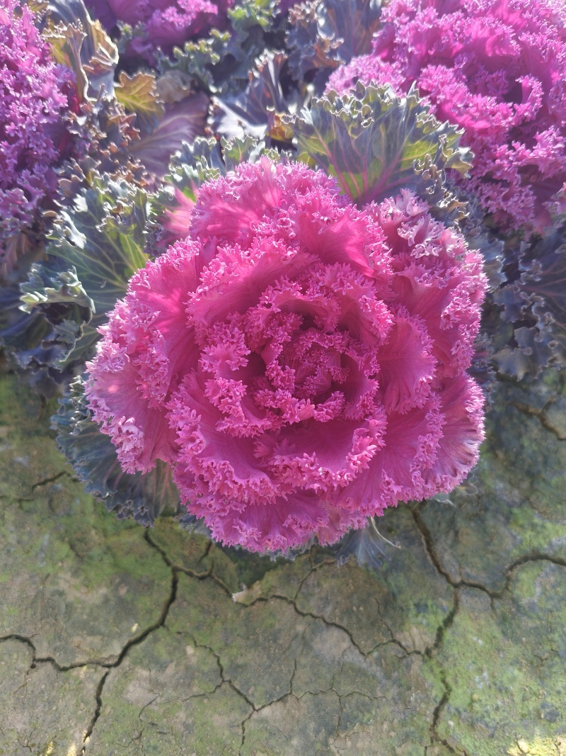羽衣甘蓝，时令草花，基地直销，量大从优