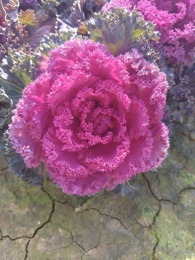 羽衣甘蓝，时令草花，基地直销，量大从优