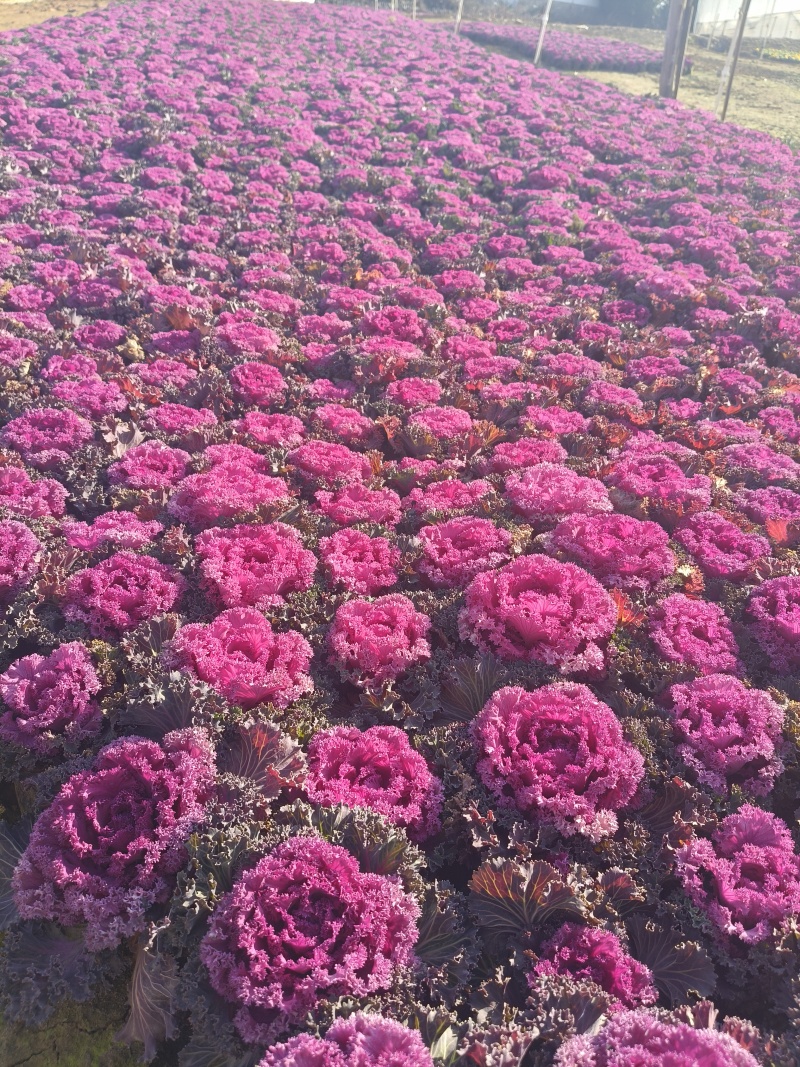 羽衣甘蓝，时令草花，基地直销，量大从优