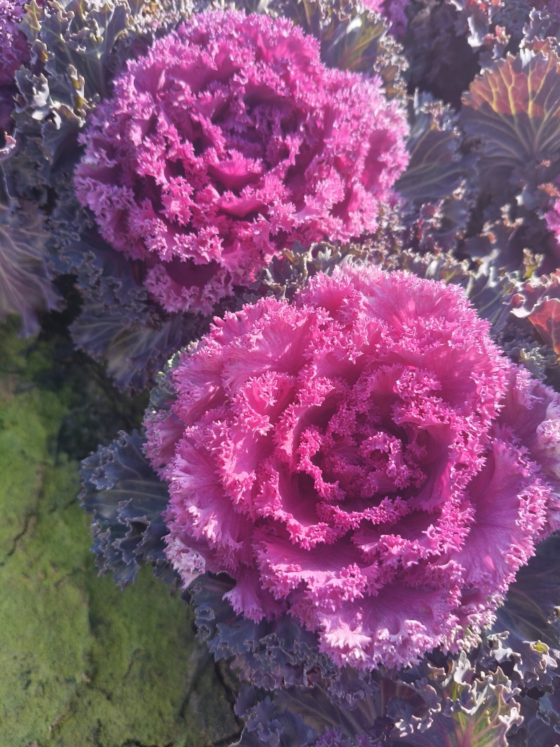 羽衣甘蓝，时令草花，基地直销，量大从优