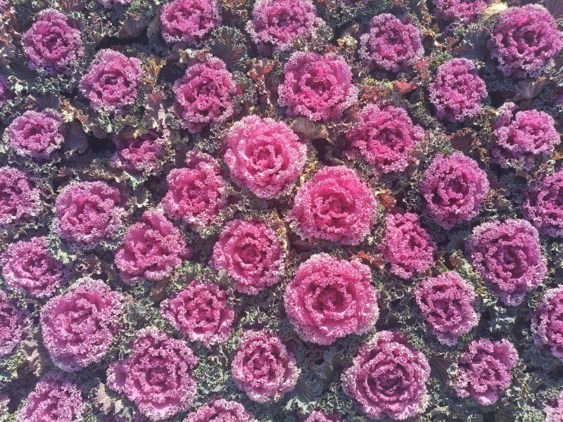羽衣甘蓝，时令草花，基地直销，量大从优