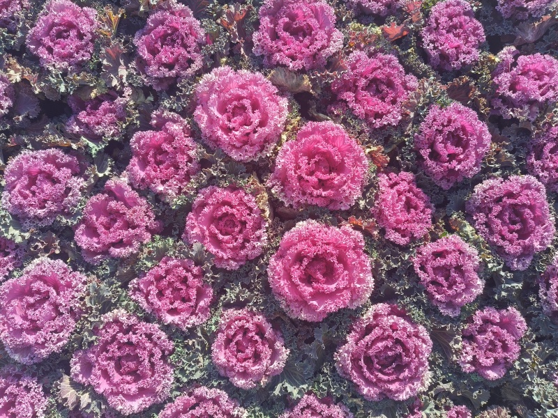 羽衣甘蓝，时令草花，基地直销，量大从优