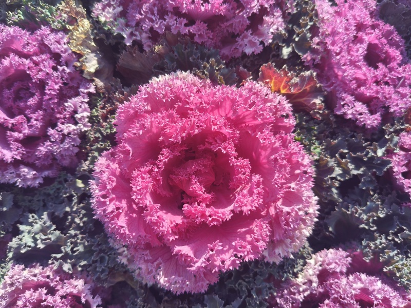 羽衣甘蓝，时令草花，基地直销，量大从优