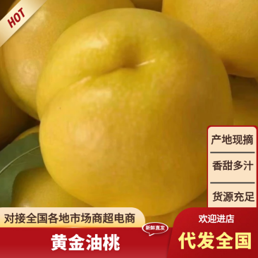 黄金油桃上市产地直发价格优惠支持视频看货品质保证