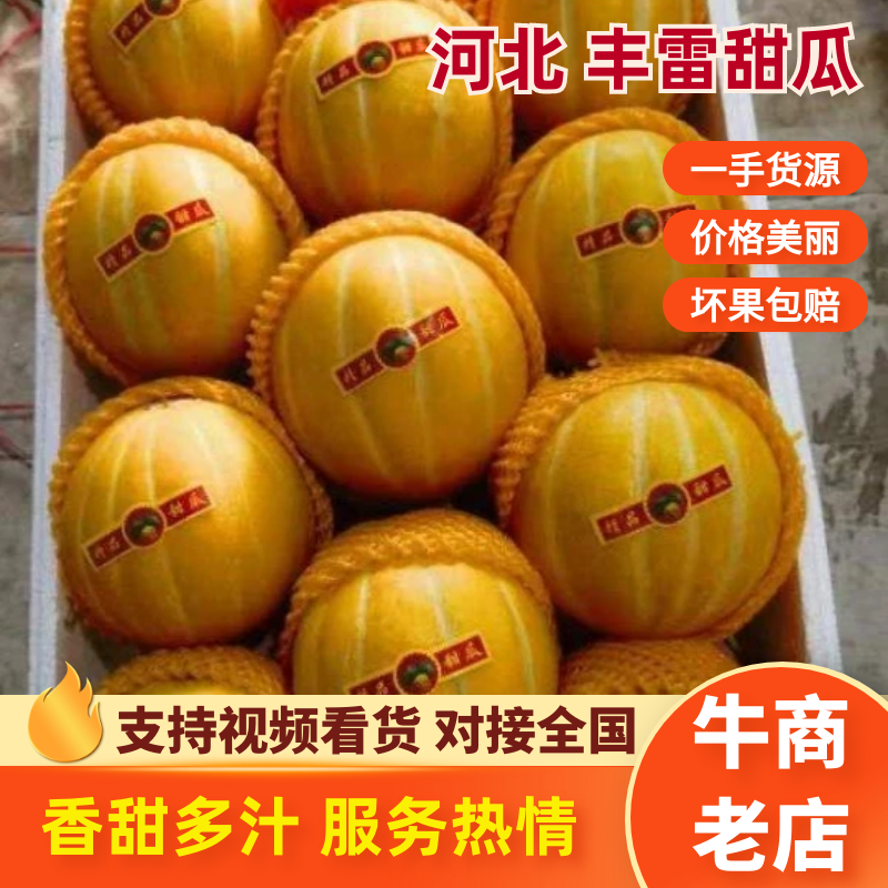 丰雷甜瓜大量上市产地直发品质保证欢迎进店联系