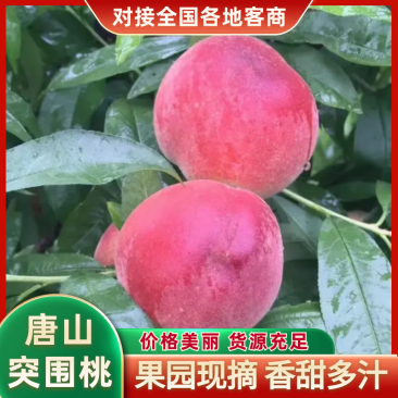 【精品突围桃】产地一手货源全国代办代发现货大量供应