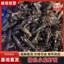 【热卖】小龙虾苗基地直发一手货源提供技术指导
