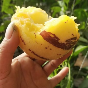 【推荐】精品人参果产地直发一手货源品质保障欢迎致电合