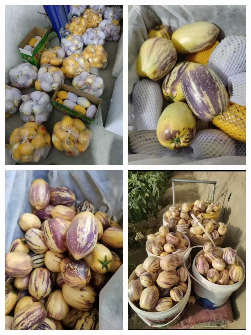 【推荐】精品人参果产地直发一手货源品质保障欢迎致电合