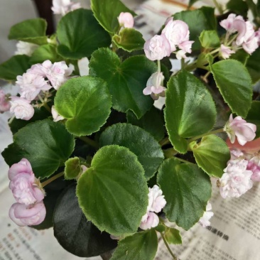 玻璃球海棠品质保证，价格优惠，诚信经营