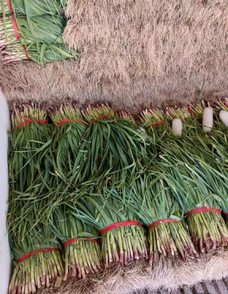 安阳内黄红根蒜苗，对接商超电商。全国发货。