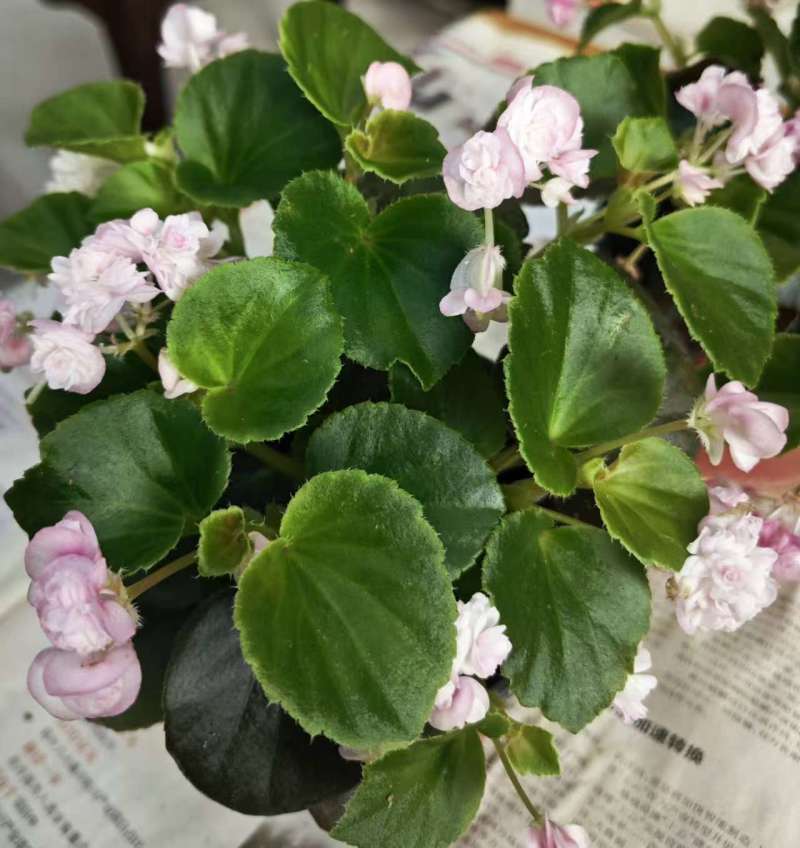 穴盘苗（玻璃球海棠），价格优惠品质保证，实力精选