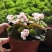 穴盘苗（玻璃球海棠），价格优惠品质保证，实力精选