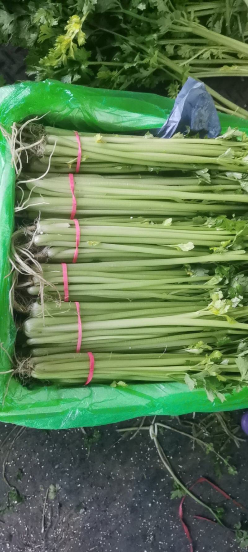 《香芹》莘县小芹菜/小香芹-对接全国电商.超市，耐运输保质量