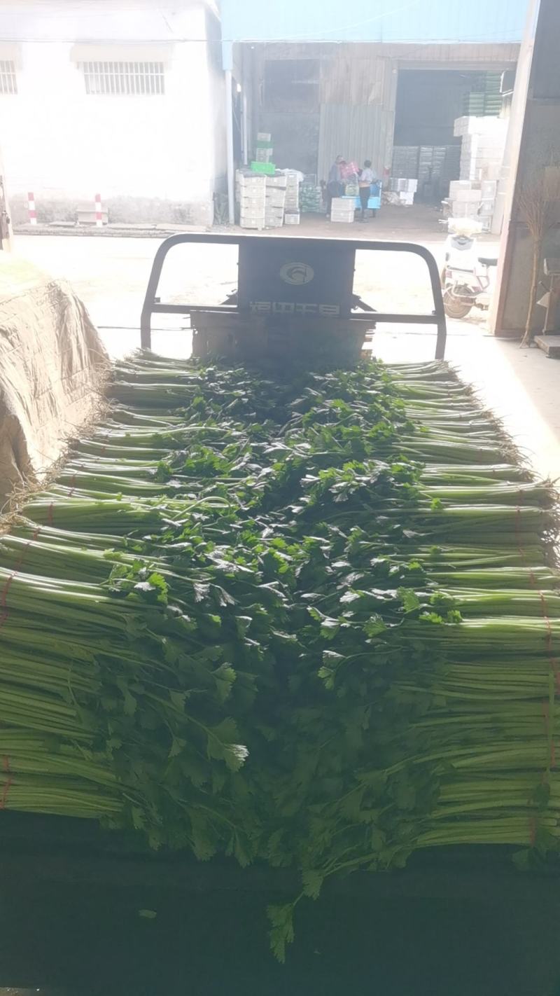 《香芹》莘县小芹菜/小香芹-对接全国电商.超市，耐运输保质量