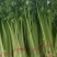 《香芹》莘县小芹菜/小香芹-对接全国电商.超市，耐运输保质量