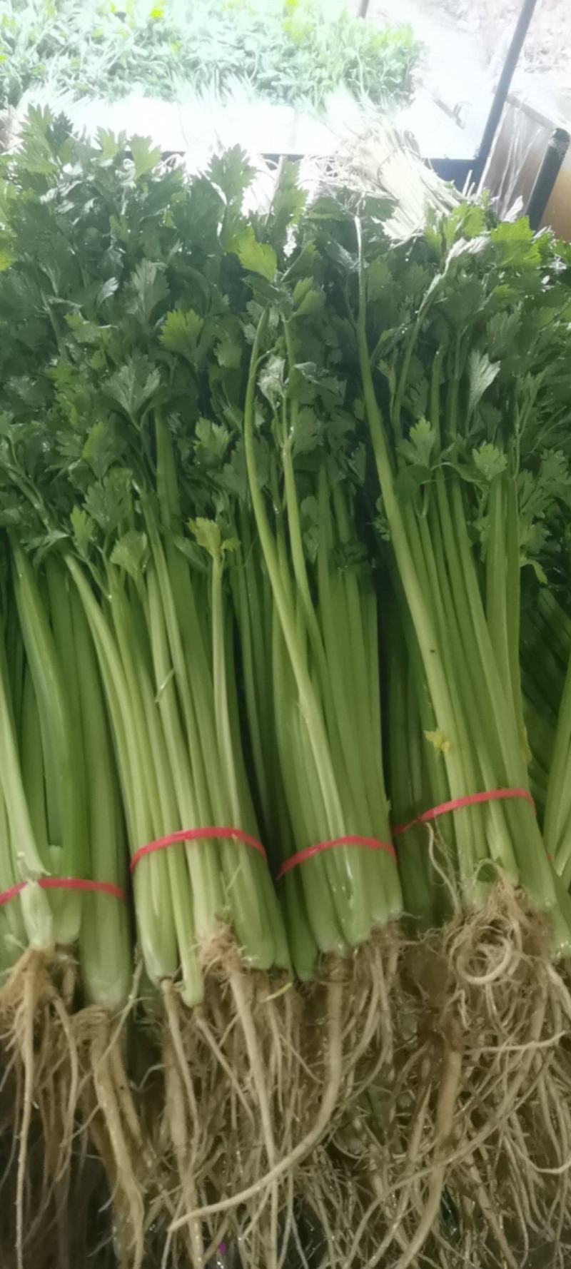 《香芹》莘县小芹菜/小香芹-对接全国电商.超市，耐运输保质量