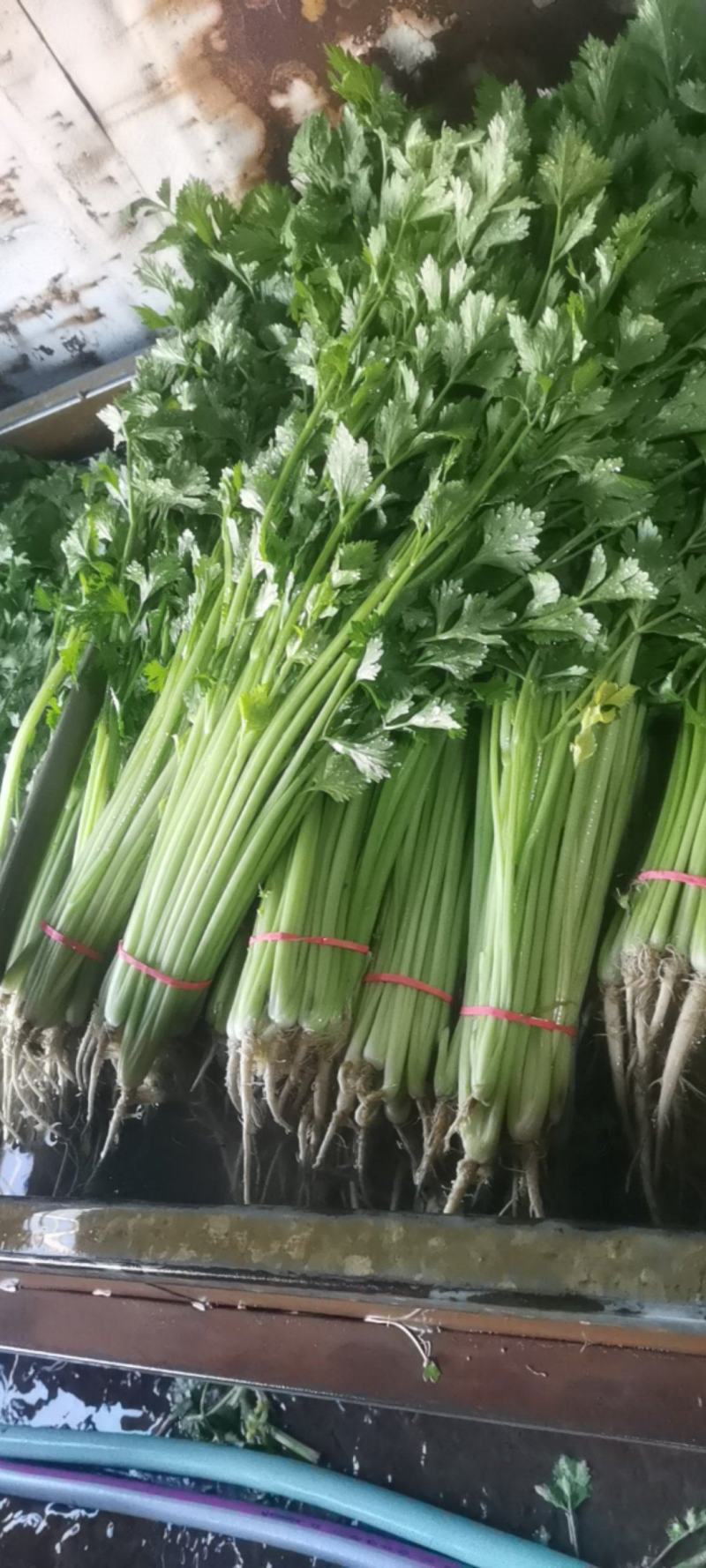 《香芹》莘县小芹菜/小香芹-对接全国电商.超市，耐运输保质量