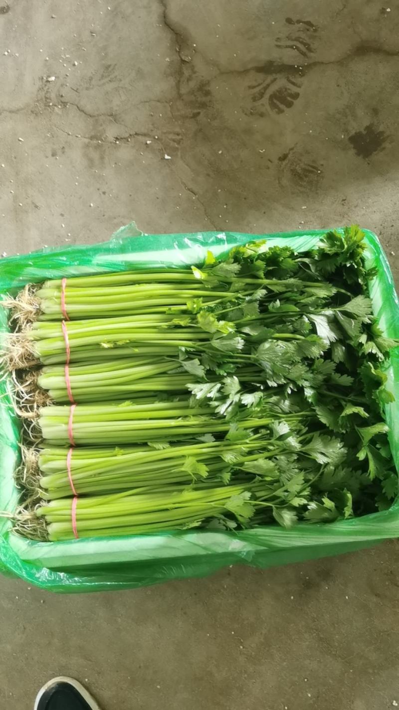 《香芹》莘县小芹菜/小香芹-对接全国电商.超市，耐运输保质量