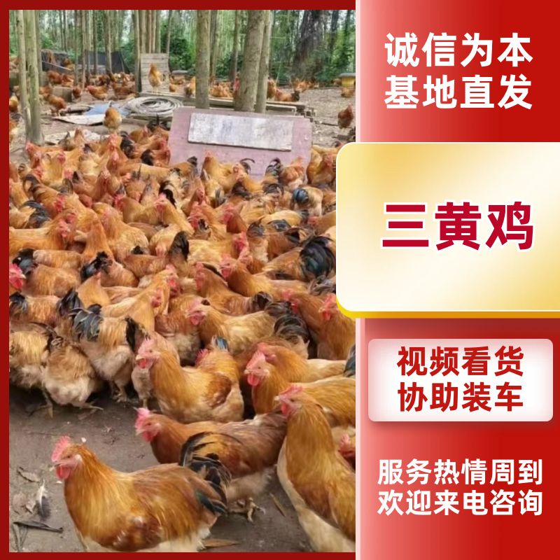三黄鸡基地直发品质保障视频看货选货量大优惠
