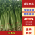《香芹》莘县小芹菜/小香芹-对接全国电商.超市，耐运输保质量