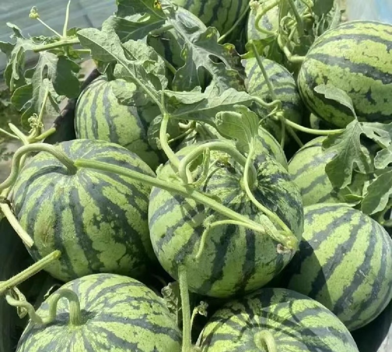 【麒麟美都西瓜】糖度高，硬度好耐运输，视频看货，欢迎订购