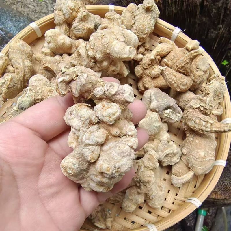 竹节参龙骨参天王参竹节圆参竹节参有大货