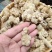 竹节参龙骨参天王参竹节圆参竹节参有大货