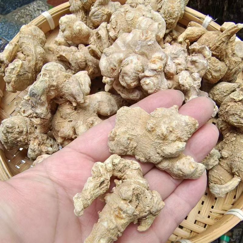 竹节参龙骨参天王参竹节圆参竹节参有大货