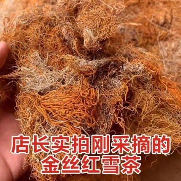 西藏金丝红雪茶金丝红雪茶大货批发