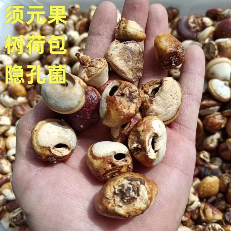 须元果隐孔菌耶野生香豆无根须阳果货源地须元果