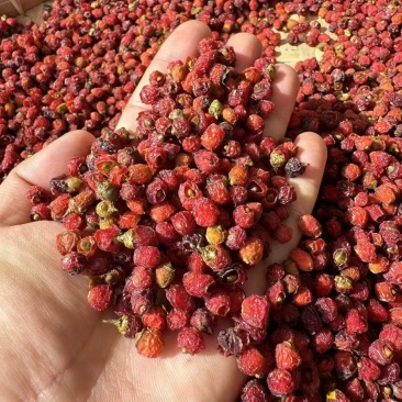 红豆杉果紫杉醇果紫衫果红豆杉果一手货源