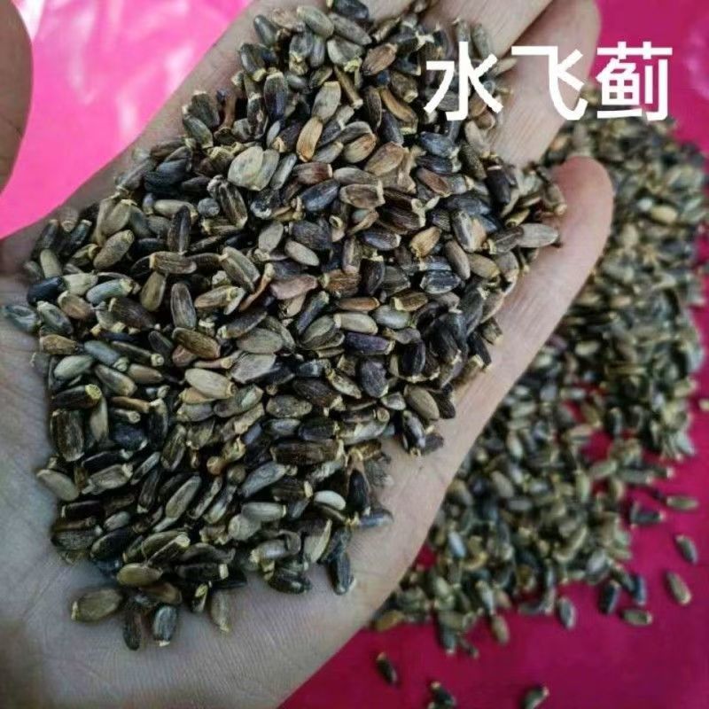 水飞蓟水飞蓟水飞蓟水飞蓟水飞蓟水飞蓟
