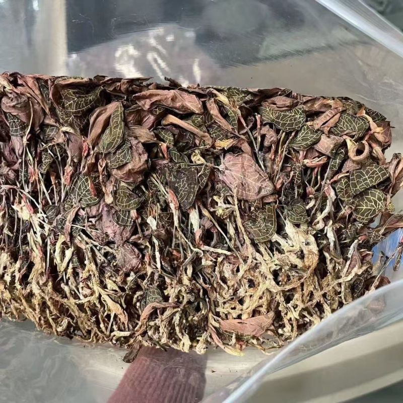 金线莲台湾金线莲福建金线莲产地货源