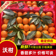精品沃柑，云南沃柑产地直发电商商超市场批发