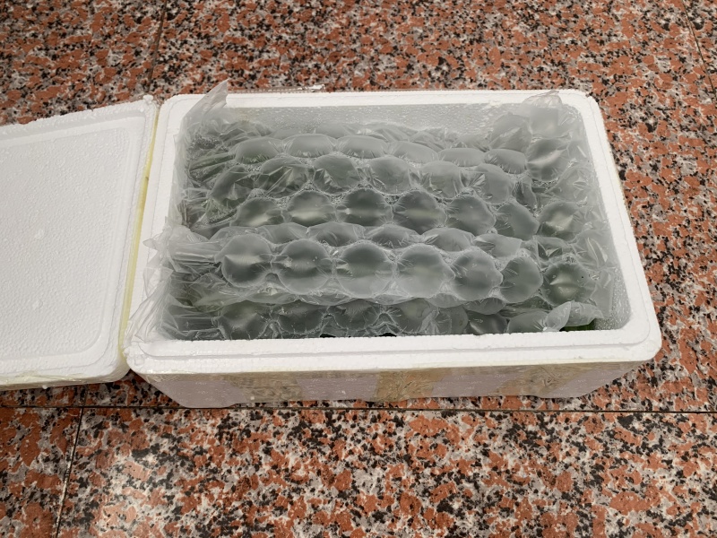 潍坊水果小黄瓜现摘现发一件代发