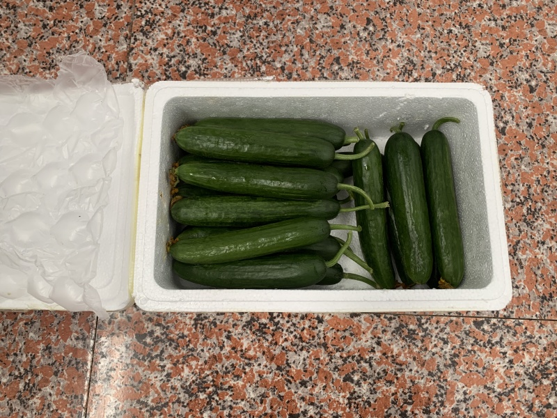 潍坊水果小黄瓜现摘现发一件代发