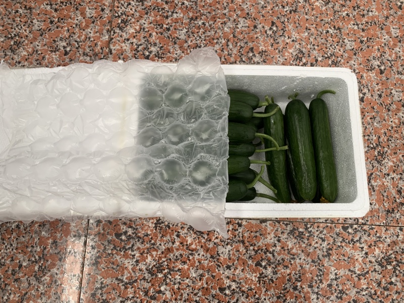 潍坊水果小黄瓜现摘现发一件代发
