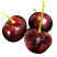 车厘子樱桃苗-俄罗斯八号-黑珍珠-桑提娜-美早