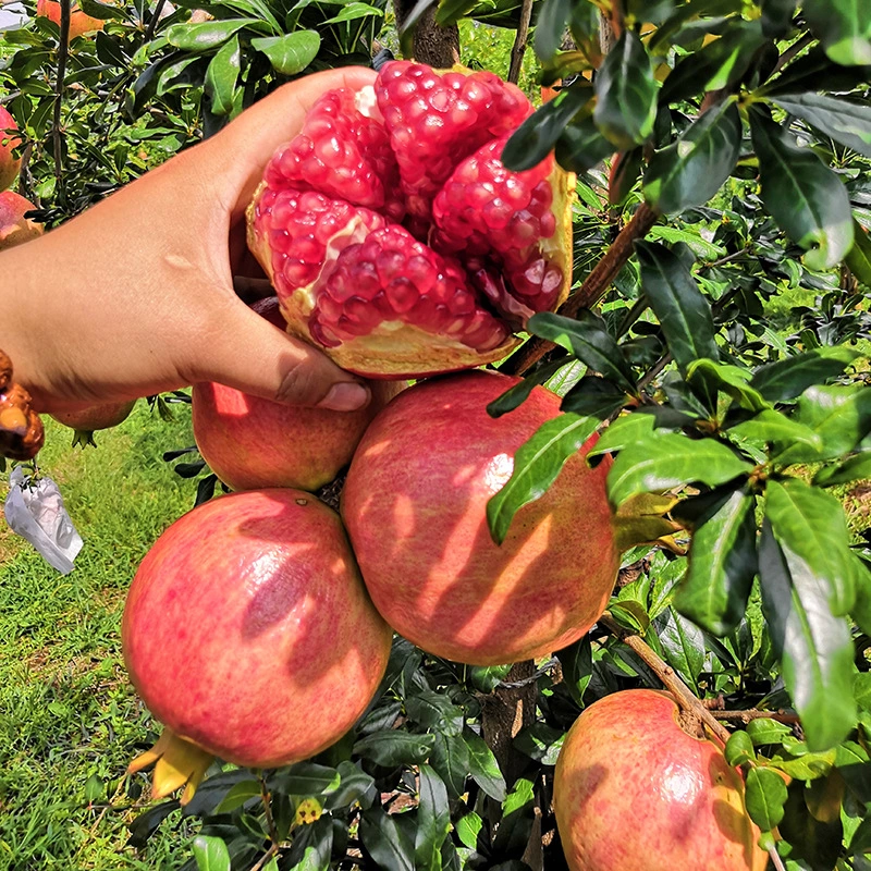 突尼斯软籽石榴苗大果丰产