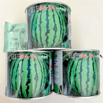 麒麟8424西瓜种子皮薄脆早熟甜度高14%易坐果耐高温