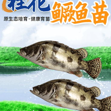桂鱼苗