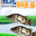 桂鱼苗