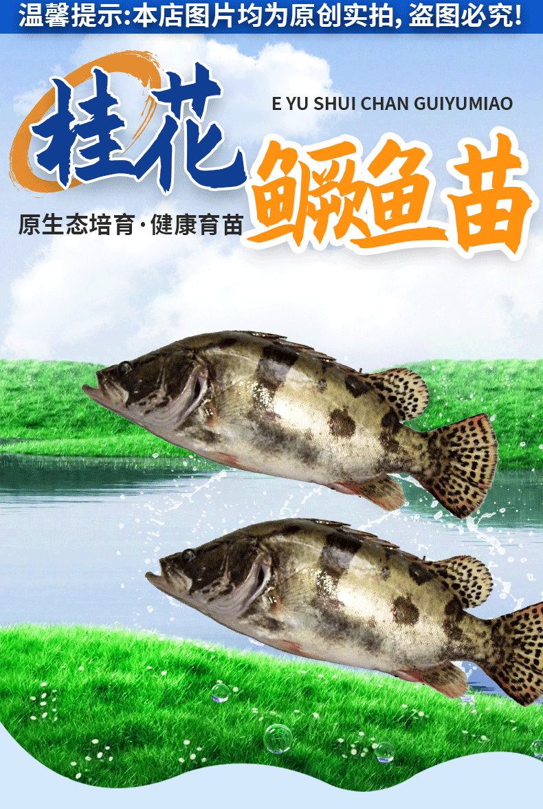 桂鱼苗