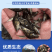 桂鱼苗