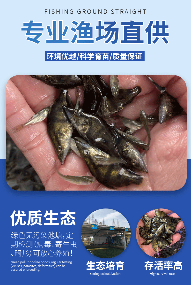 桂鱼苗