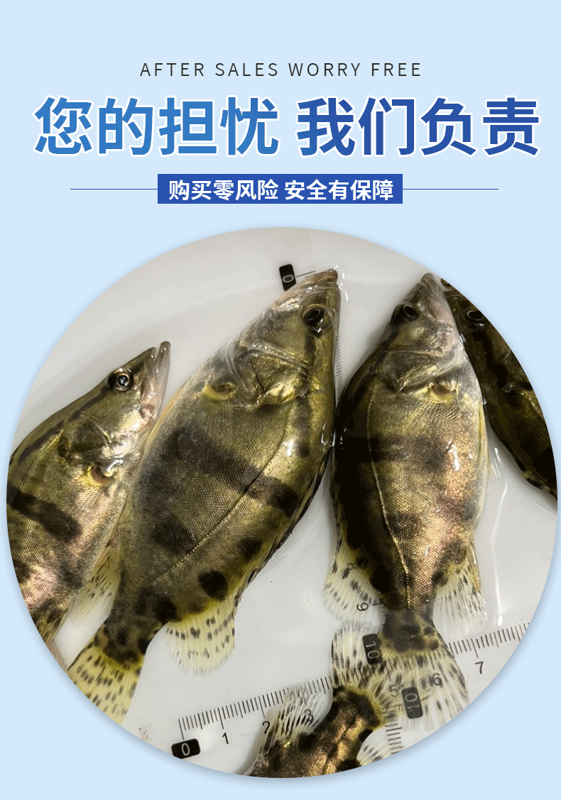 桂鱼苗