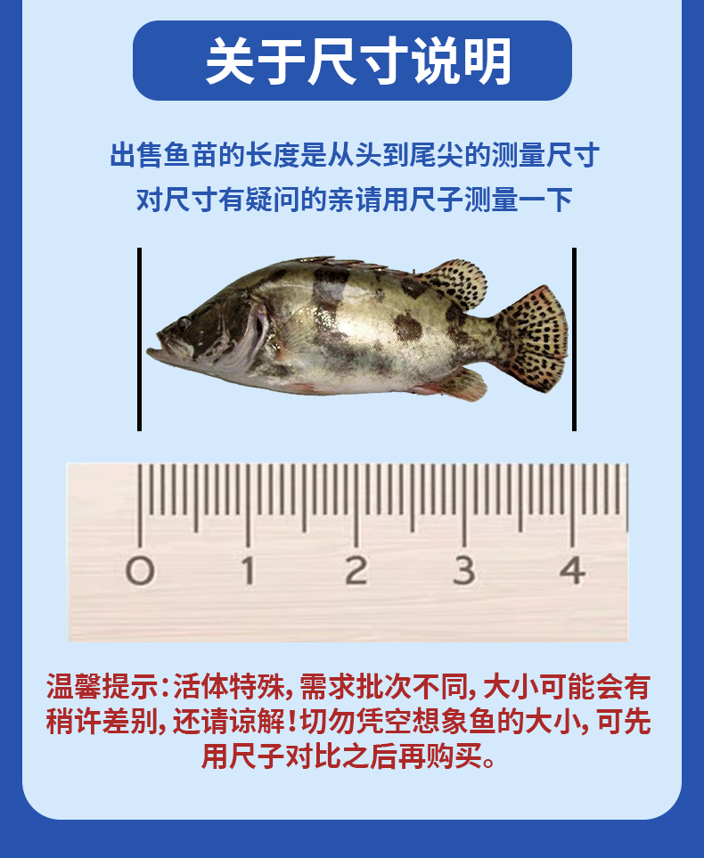 桂鱼苗