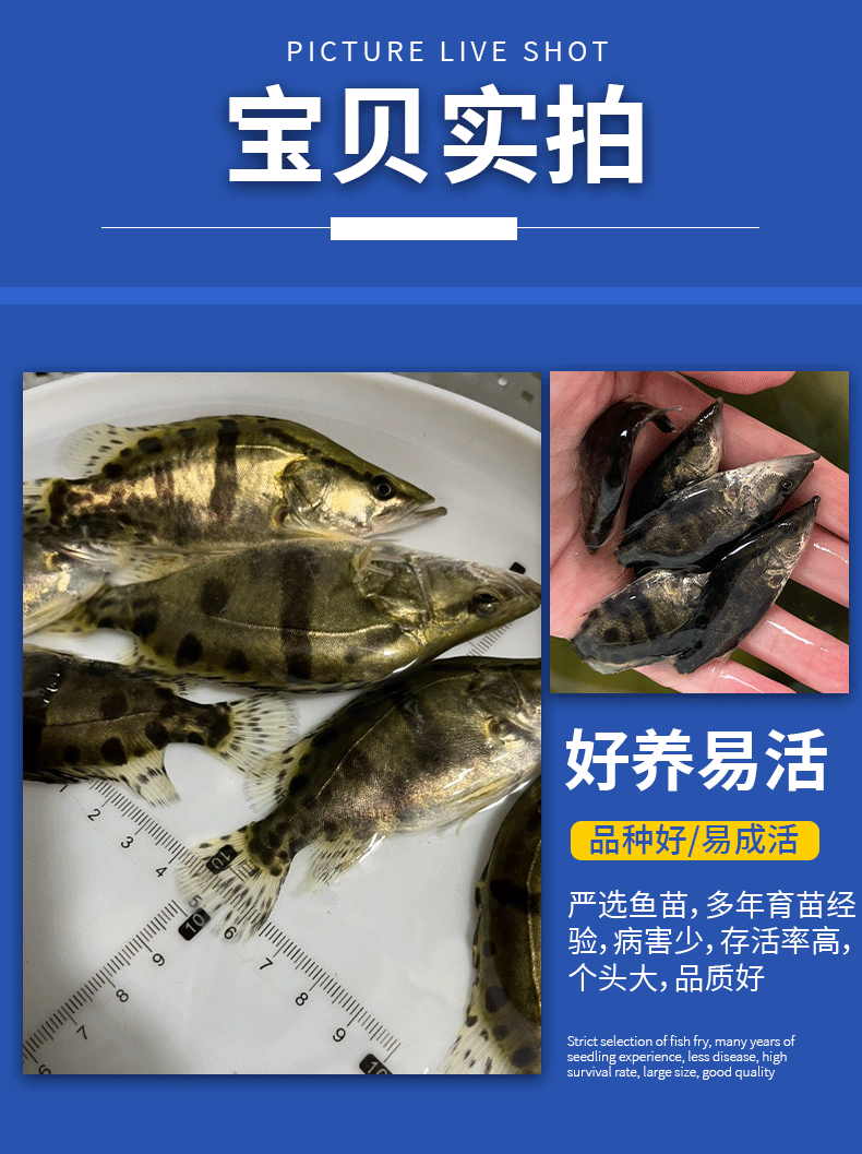 桂鱼苗