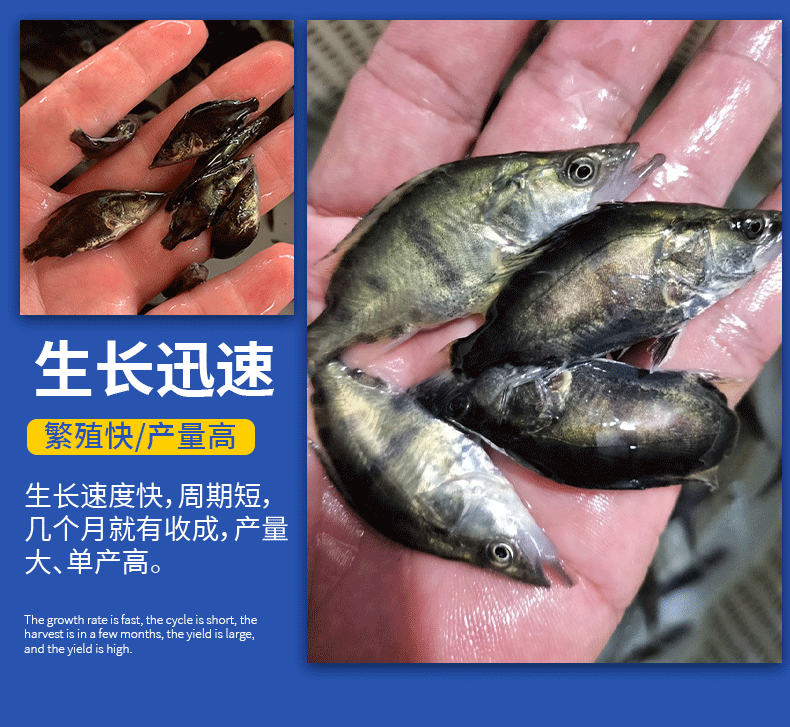 桂鱼苗